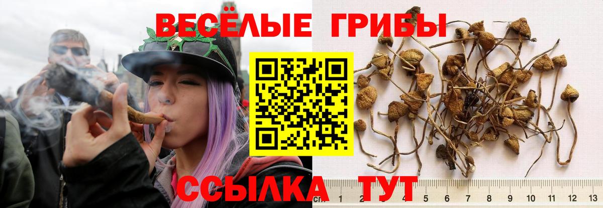 Псилоцибиновые грибы мицелий Златоуст